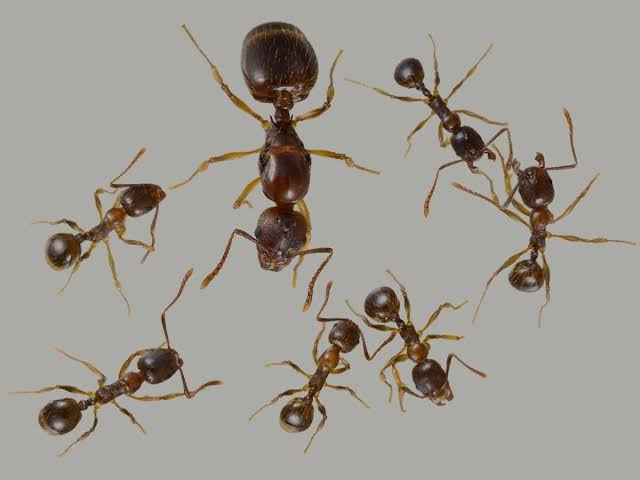 aphaenogaster Tek kraliçe 