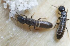 Reticulitermes lucifugus – Akdeniz termiti ÇİFT 