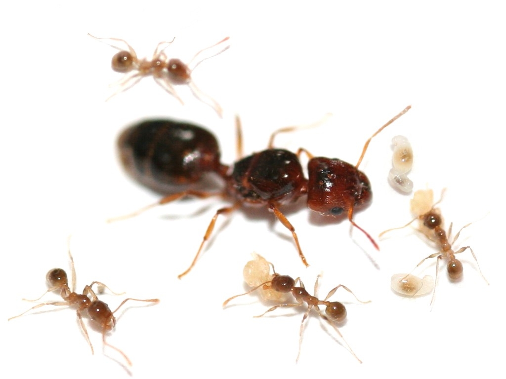 Pheidole Pallidula  TEK KRALİÇE YUMURTALI 