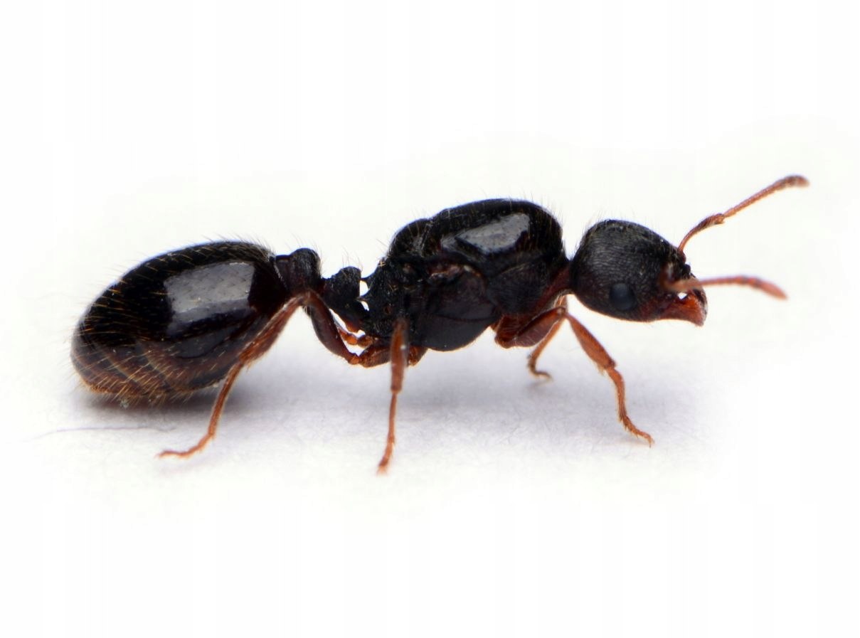 Tetramorium Caespitum​ 