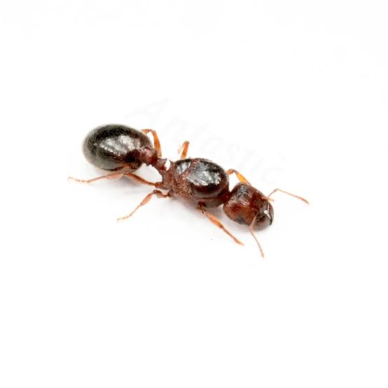 Pheidole Tek Kraliçe YUMURTALI