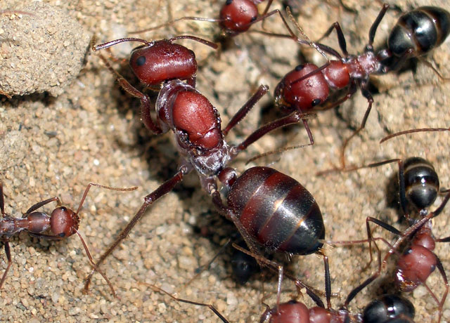 Cataglyphis Nodus kraliçe 