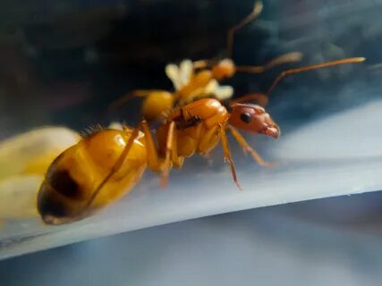 Camponotus Baldaccii yumurtalı tek Kraliçe 